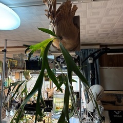 ビカクシダ　ウィリンキー　子株の画像