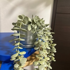 【3/9まで引取】IKEA フェイクグリーン 鉢付き（垂れ下がるタイプ）の画像