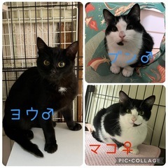 3/15(日)大和譲渡会、参加予定の子猫たち