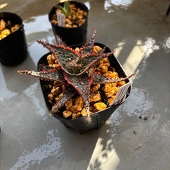 アロエ・カスティロニアエ　ハイブリッド④の画像