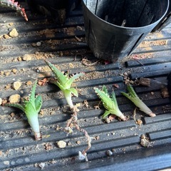 アロエ・カスティロニアエ　ハイブリッド④の画像