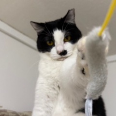 表情豊かなプリちゃん✨推定3-5才