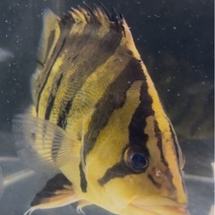 ダトニオプラスワンの画像