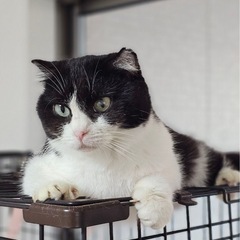 スコティッシュミックス