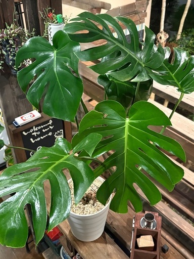 【極上株】モンステラ・デリシオーサ （Monstera deliciosa）