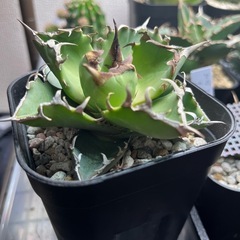 アガベチタノタ蟹の画像