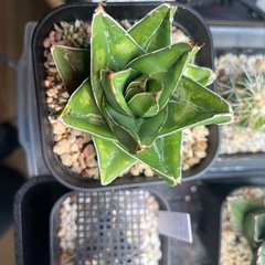 笹の雪D型　　桃太郎の画像