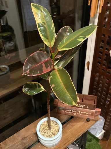 フィカス・ティネケ （Ficus elastica ‘Tineke’）