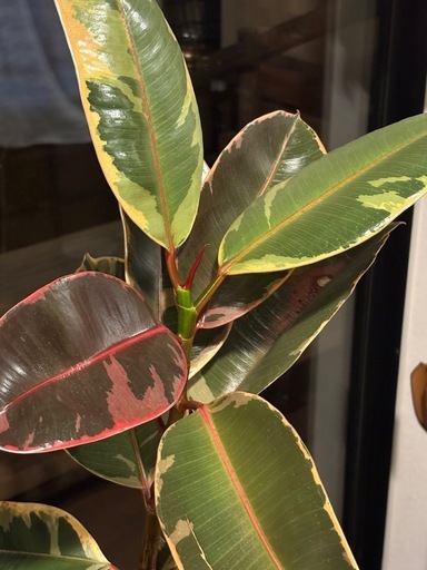 フィカス・ティネケ （Ficus elastica ‘Tineke’）