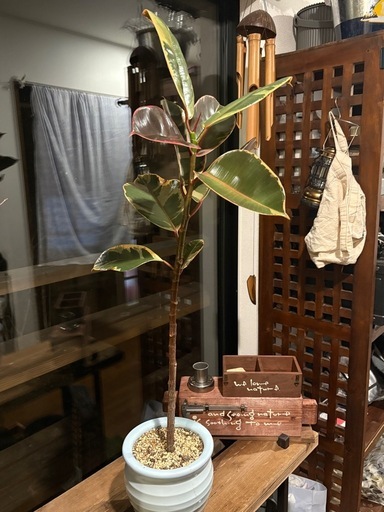 フィカス・ティネケ （Ficus elastica ‘Tineke’）