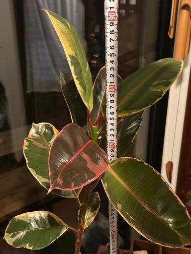 フィカス・ティネケ （Ficus elastica ‘Tineke’）