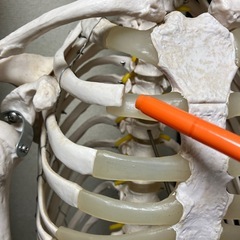 骸骨の模型の画像