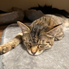 抱っこ大好き　5ヶ月の女の子 - 猫