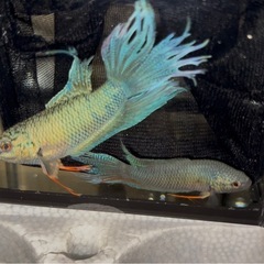 ロイヤルブルークラウンテール・ペアの画像