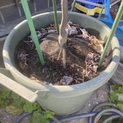 みかん苗木　なつみの画像