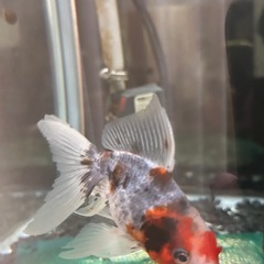 金魚　五色東錦
の画像