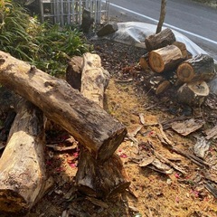 伐採木　薪　赤樫  クヌギの画像