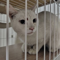 ケガをしてた白猫くん🩵1歳