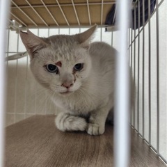 ケガをしてた白猫くん🩵1歳 - 松阪市