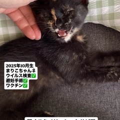 3月8日（日）🌲基山市の譲渡会に参加します🩷スタイリッシュなサビ...