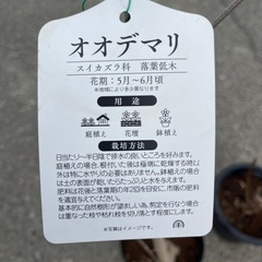 オオデマリ の画像