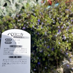 ベロニカ2.5号の画像