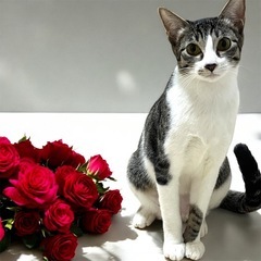 気品のあるちょっとツンデレラテちゃん