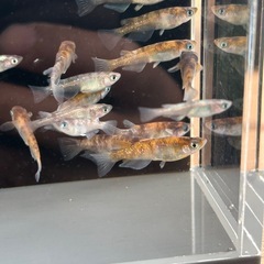 メダカ（花魁）の画像