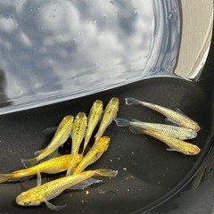 メダカ（KAGLAワイド）の画像