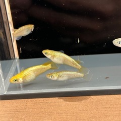 メダカ（KAGLAワイド）の画像