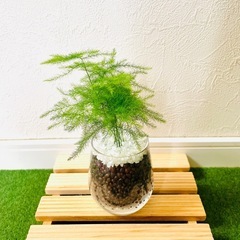 アスパラガス　プルモーサス　観葉植物　ハイドロカルチャーの画像