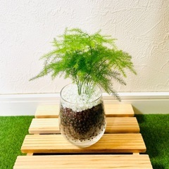 アスパラガス　プルモーサス　観葉植物　ハイドロカルチャーの画像