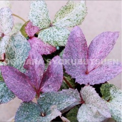 クリスマスローズ   カラーリーフ系の画像