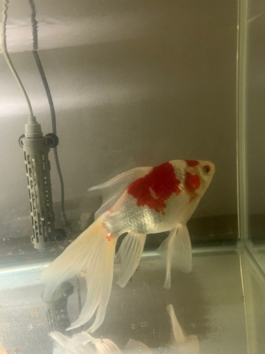 金魚、新潟タマサバ、
