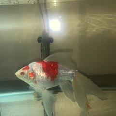 金魚、新潟タマサバ、の画像