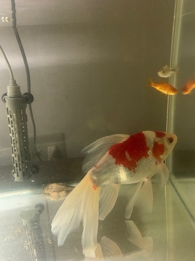 金魚、新潟タマサバ、