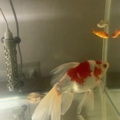 金魚、新潟タマサバ、の画像