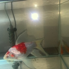 金魚、新潟タマサバ、の画像