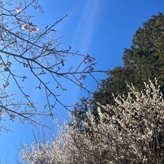 【竹の丸でYOGA@掛川】の画像