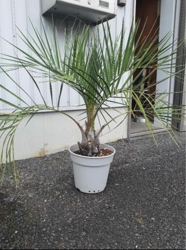 ココスヤシ