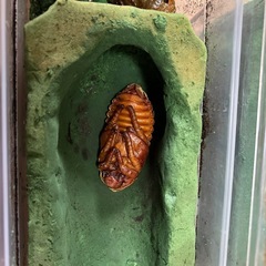 ヘラクレスOAKS血統蛹ペアの画像