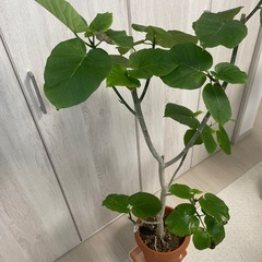 ウンベラータ　②の画像