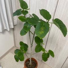 ウンベラータ　②の画像