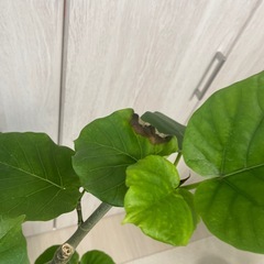 ウンベラータ　②の画像