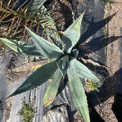 リュウゼツランの画像