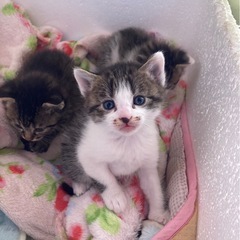 里親さん募集２月8日生まれ