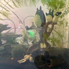 チェリーシュリンプ　飼育セットおまとめの画像