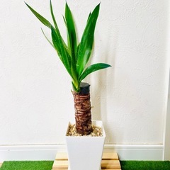 ドラセナ　ユッカ　観葉植物　鉢植え　そのまま飾れる　無機質の土の画像