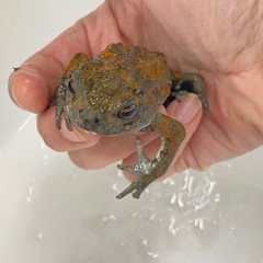 ミヤコヒキガエル　メス　繁殖個体の画像