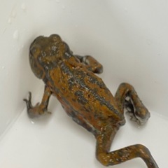 ミヤコヒキガエル　メス　繁殖個体の画像